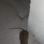 Wiooroo