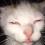 alzsil