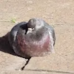 b3rt