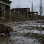boberus