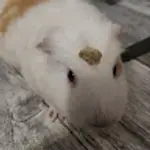 Pan_mlotek