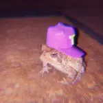 TheFrogin