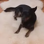 g_l