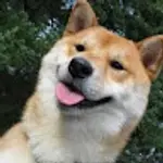 Ambi