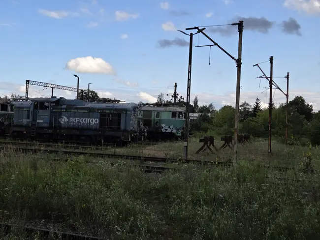 Cmentarzysko Ciuchci w Łodzi - photo 40/40