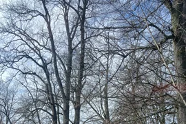 Pałac Wola Boglewska była szkola