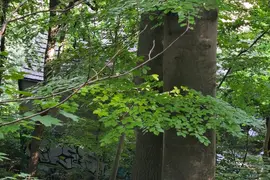 opuszczony dom