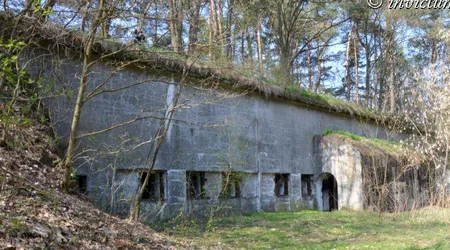 Prochownie zajączka, cybulice