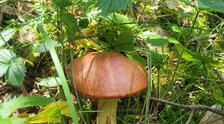 Węzeł komunikacyjny j w 1046