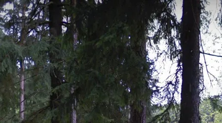 Ruiny stadionu leśnego