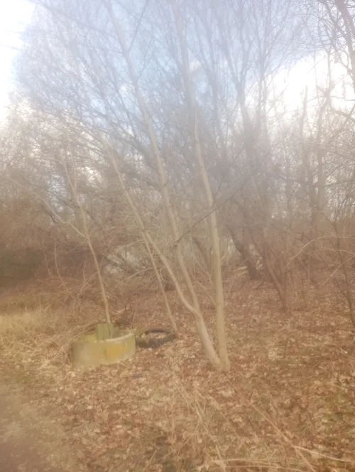 Ruiny kilku domów w lasku - zdjęcie 1/2