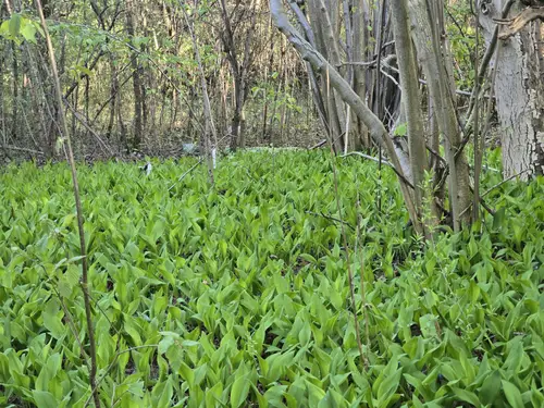 Fort W-Szcza Odolany, Warszawa