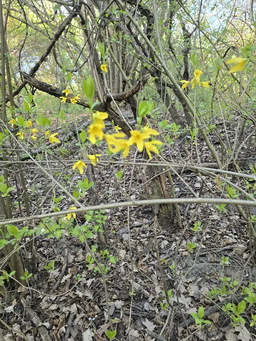 Fort W-Szcza Odolany, Warszawa