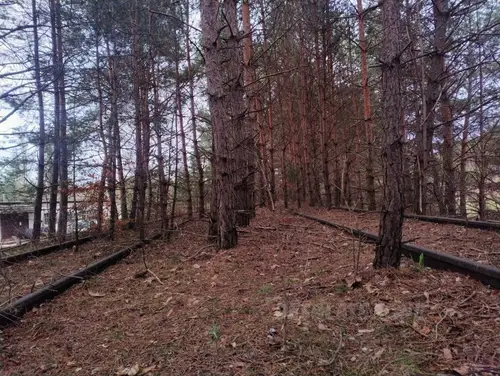 Bocznica kolejowa do dawnej bazy CPN - photo 3/5