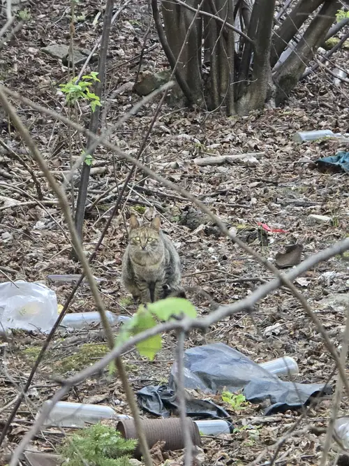 Fort W-Szcza Odolany, Warszawa