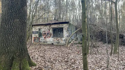 Szkółka roślin ozdobnych - zdjęcie 2/4