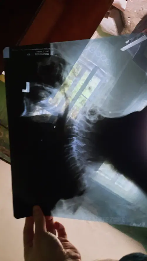 Dwór w Pisarzowicach