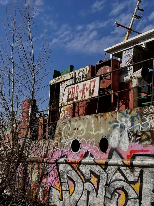 Pchacz łoś-k17 - zdjęcie 5/6