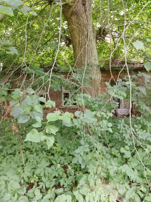 Opuszczone gospodarstwo - photo 2/16
