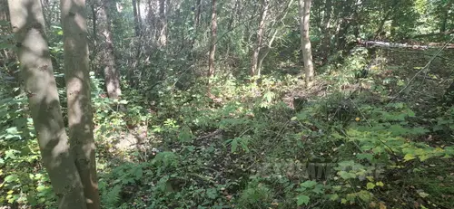 Ruiny dawnego basenu zewnętrznego - zdjęcie 3/5