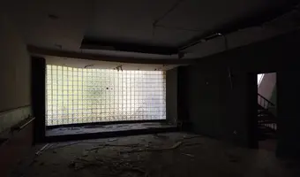 Złota Sosna
