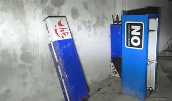 Złota Sosna