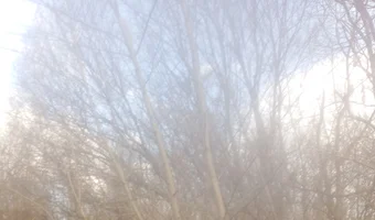 Ruiny kilku domów w lasku