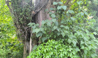 Opuszczona willa.