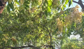 Opuszczony most kolejowy