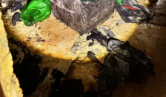 Mocno zarośnięty dom przy drodze