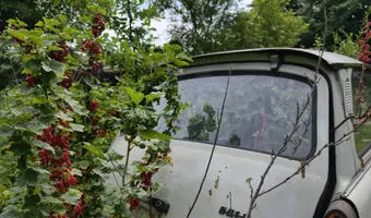 Porzucony trabant - zdjęcie 4/4