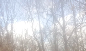 Ruiny kilku domów w lasku - zdjęcie 2/2