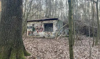 Szkółka roślin ozdobnych - zdjęcie 2/4