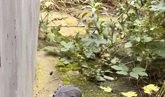 Mocno zarośnięty dom przy drodze