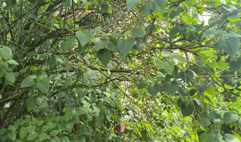 Opuszczona willa.