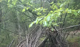Radiówek, Wiązowna