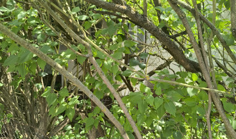 Opuszczona willa.