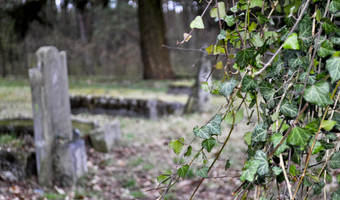 Cmentarz mennonicki w Barcicach,