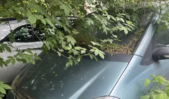 Porzucony Mercedes