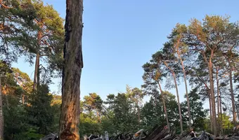 Spalony domek w lesie - zdjęcie 3/7
