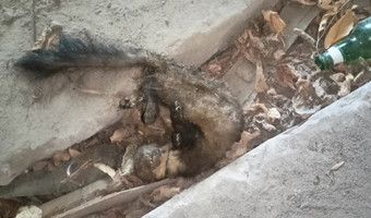Opuszczony budynek na ul. modrzewiowej, stalowa wola