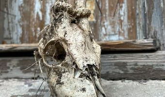 Zabytkowa Willa R. Steinerta,