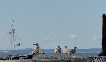 Falochron portu wojennego