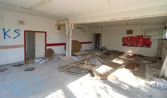 Złota Sosna