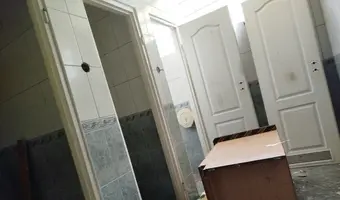 Złota Sosna