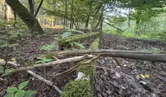 Opuszczona studnia w lesie - zdjęcie 2/8