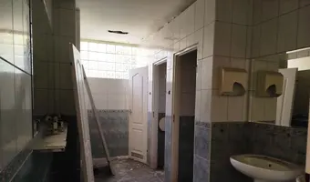 Złota Sosna
