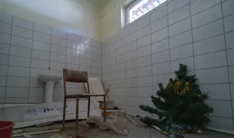 Złota Sosna