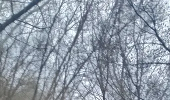 Ruiny kilku domów w lasku - photo 3/4