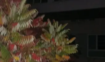 Opuszczona szkoła wyższa
